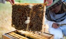 Lonsdale pour Guerlain x Unesco - "Women for Bees"